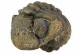 Bumpy Enrolled Morocops (Phacops) Trilobite #86447-2